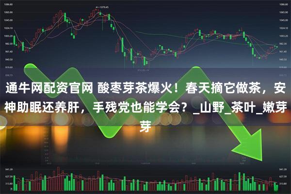 通牛网配资官网 酸枣芽茶爆火！春天摘它做茶，安神助眠还养肝，手残党也能学会？_山野_茶叶_嫩芽