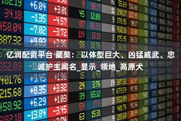 亿润配资平台 藏獒： 以体型巨大、凶猛威武、忠诚护主闻名_显示_领地_高原犬